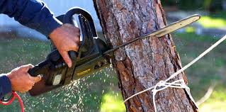 Best Tree Maintenance Programs  in Sa Loma, CA