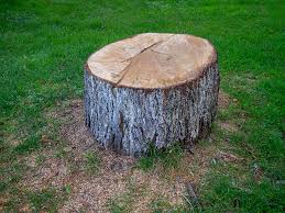 Best Tree Preservation Services  in Sa Loma, CA