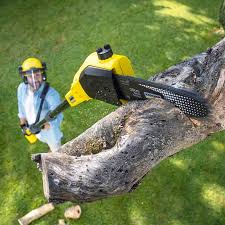 Best Tree and Shrub Care  in Sa Loma, CA