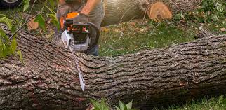 Best Hedge Trimming  in Sa Loma, CA