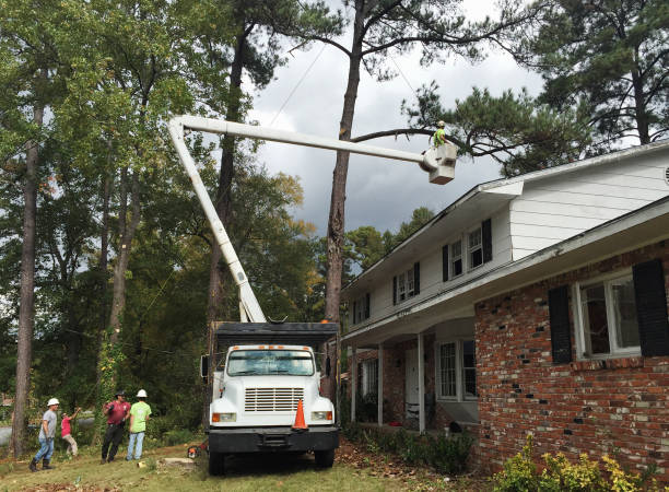 Best Tree Trimming and Pruning  in Sa Loma, CA