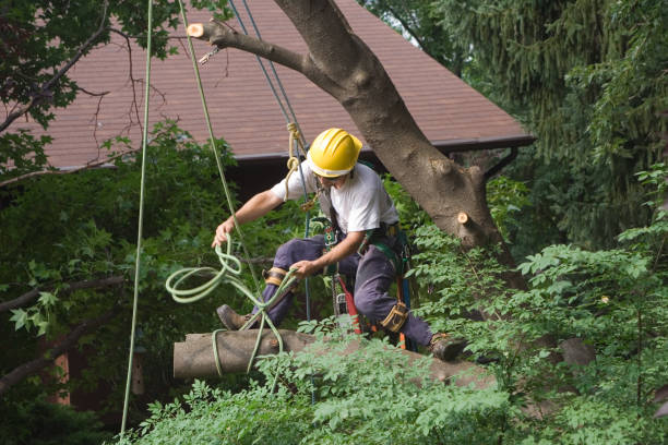  Sa Loma, CA Tree Care Pros