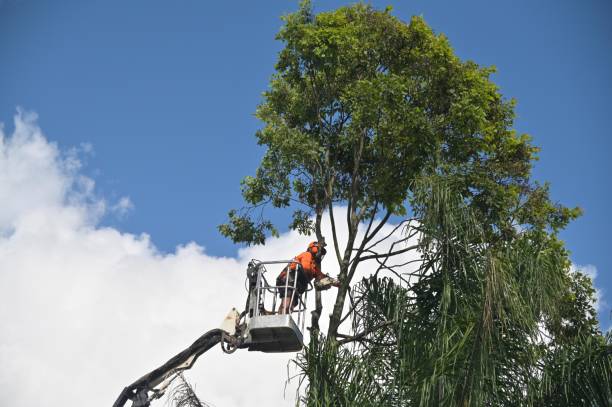 Best Root Management and Removal  in Sa Loma, CA