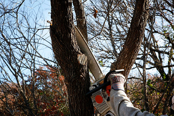 Best Palm Tree Trimming  in Sa Loma, CA