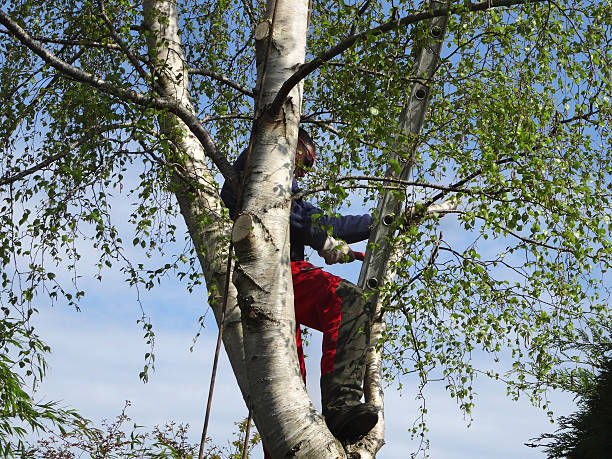 Best Tree Health Inspection  in Sa Loma, CA